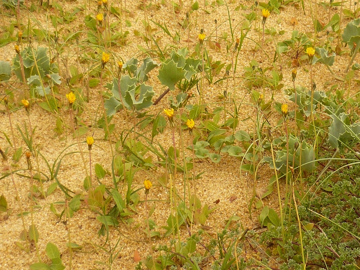 Sonchus bulbosus subsp. bulbosus (Asteraceae)